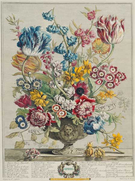 April, from 'Twelve Months of Flowers', by Robert Furber (c.1674-1756), engraved by Henry Fletcher ( de Pieter Casteels