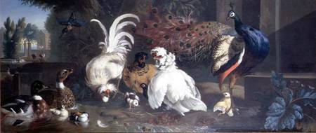 A Peacock, Chickens, Ducks and a Kingfisher de Pieter Casteels