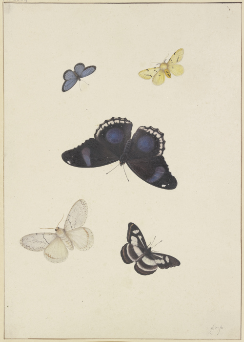 Five butterflies de Pieter Withoos