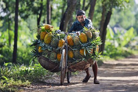 	 Pineapple sellers arrive at a market with bicycles laden with pineapples