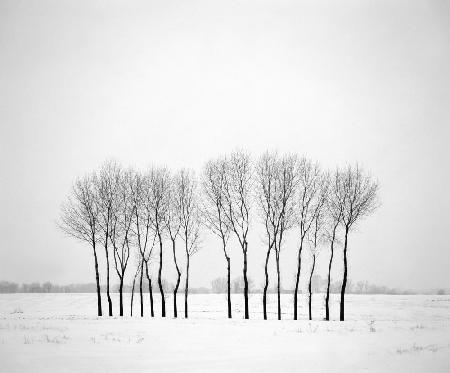 Winter landscape with trees