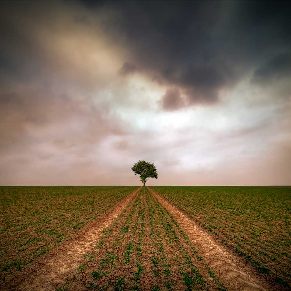a tree... de Piotr Krol (Bax)