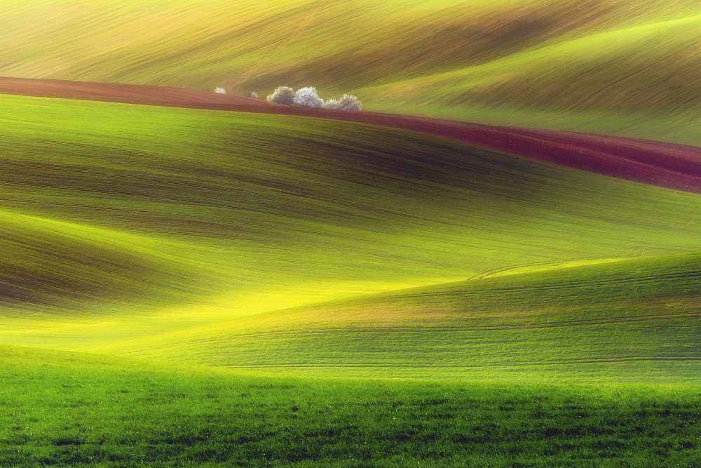 Golden fields de Piotr Krol (Bax)