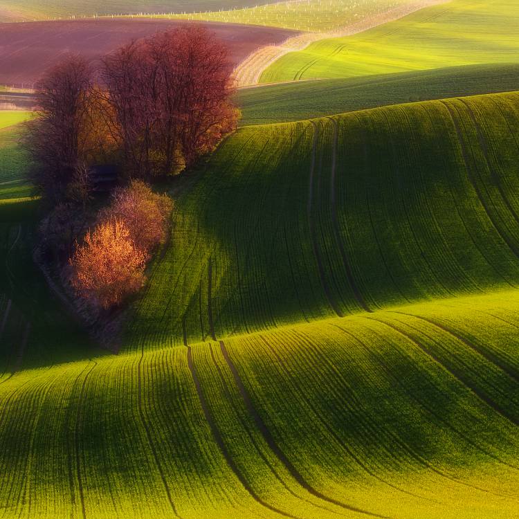 Green fields de Piotr Krol (Bax)