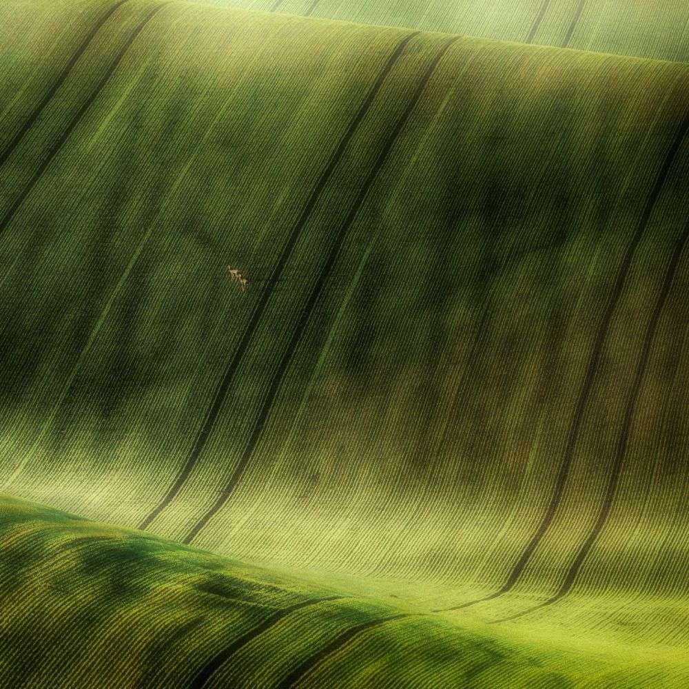 green fields de Piotr Krol (Bax)