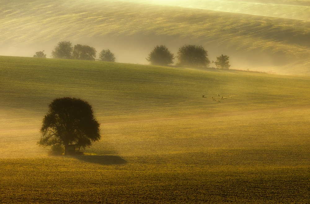 foggy fields de Piotr Krol (Bax)