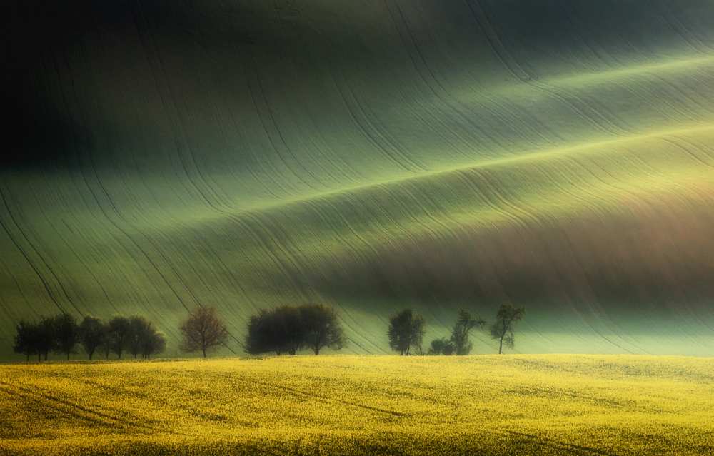 spring fields de Piotr Krol (Bax)