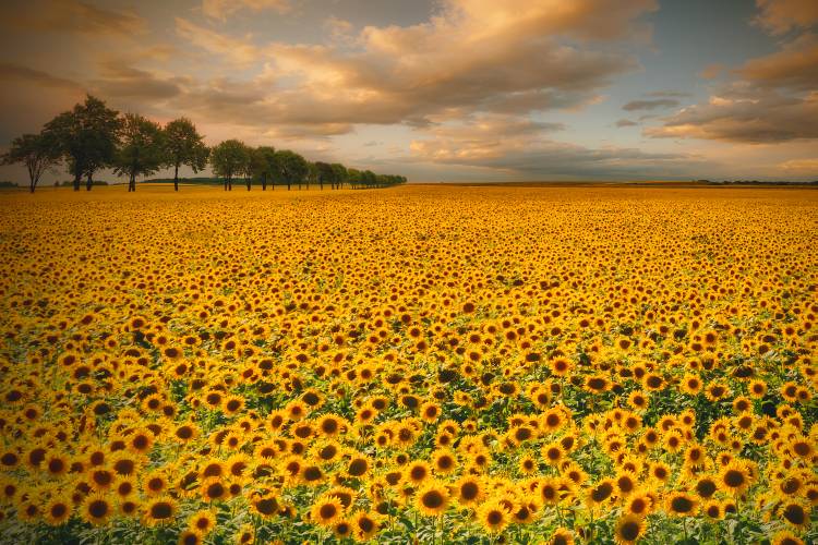 Sunflowers de Piotr Krol (Bax)