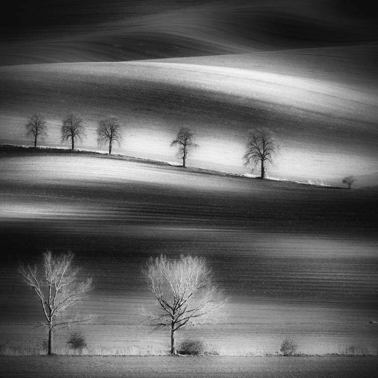 Trees de Piotr Krol (Bax)