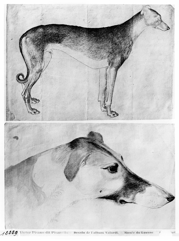 Greyhound and head of a greyhound, from the The Vallardi Album de Pisanello