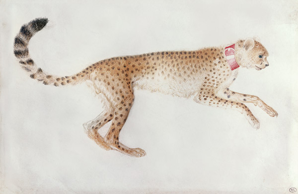 Bounding cheetah with a red collar (w/c on parchment) de Pisanello