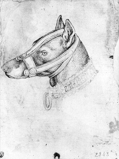 Head of a muzzled dog, from the The Vallardi Album de Pisanello