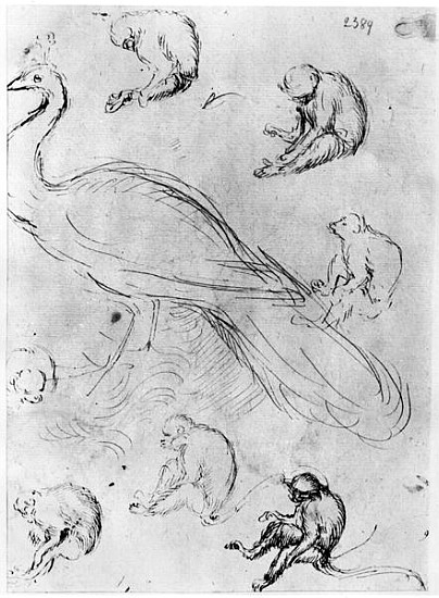 Peacock and Six Monkeys, from The Vallardi Album de Pisanello