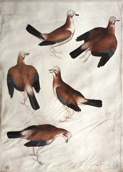Five Jays de Pisanello