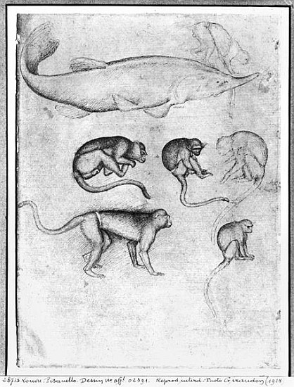 Six Monkeys and a Sturgeon, from The Vallardi Album de Pisanello