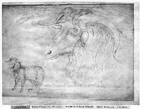 Ram and head of a ram, from the The Vallardi Album