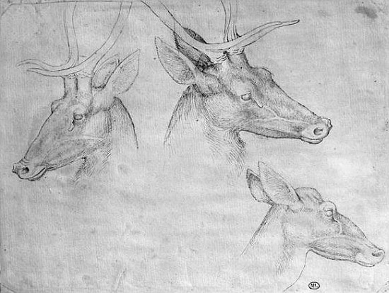 Two heads of stags, one head of a doe, from the The Vallardi Album de Pisanello