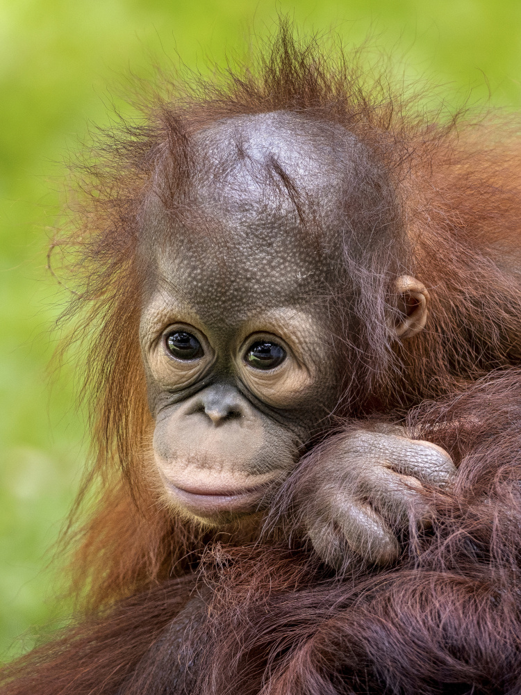 Face baby orangutan de Prabu Dennaga