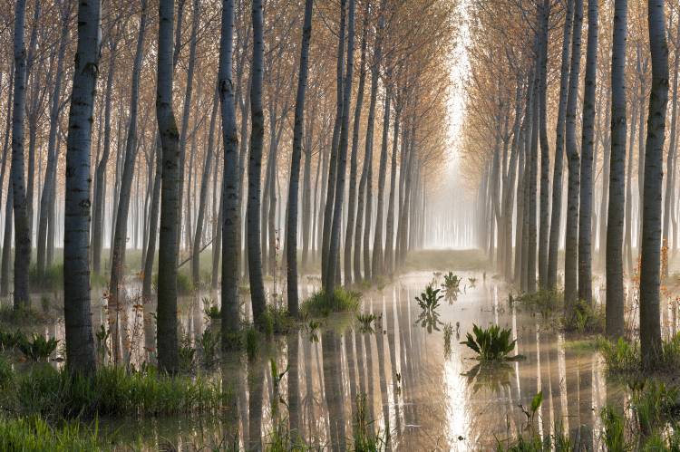 Rains of Spring de Raffaele Spettoli