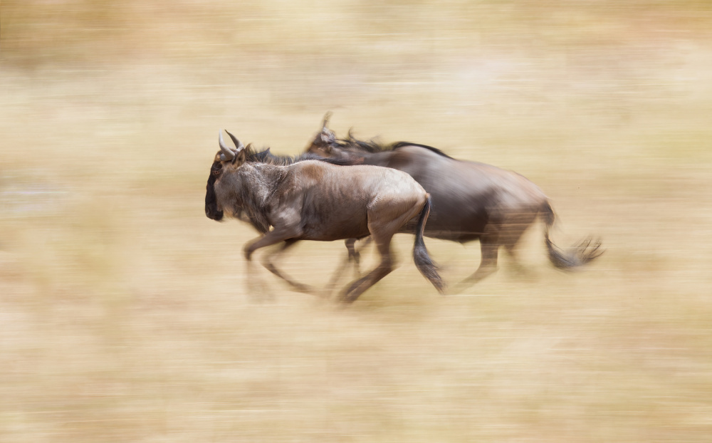 Wildebeests On The Run de Raffi Bashlian