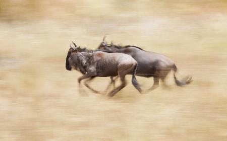 Wildebeests On The Run