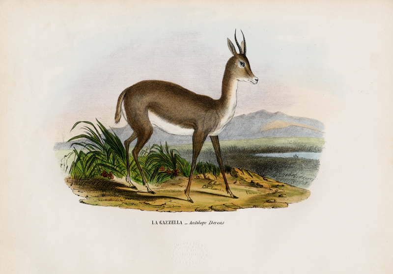 Arabian Gazelle de Raimundo Petraroja
