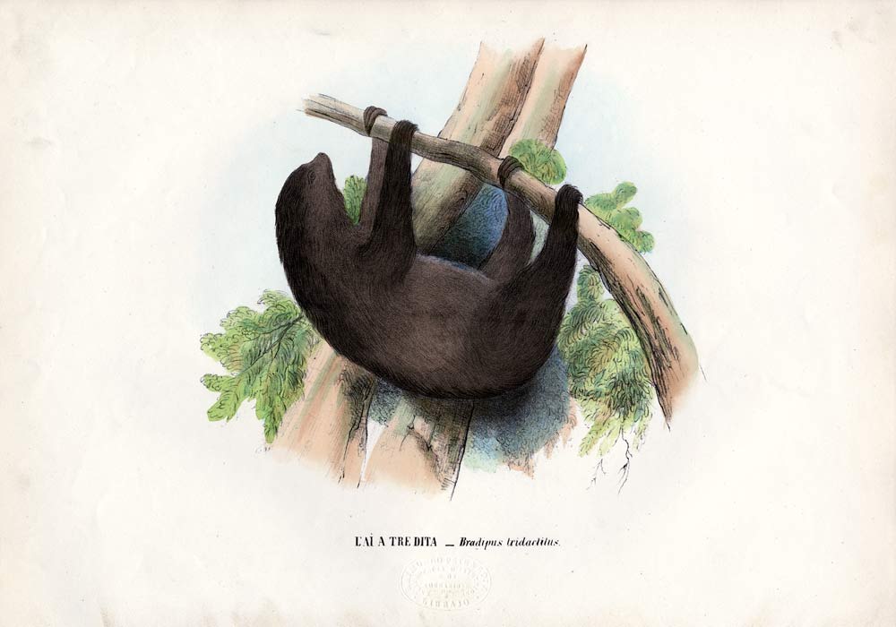 Pale-Throated Sloth de Raimundo Petraroja