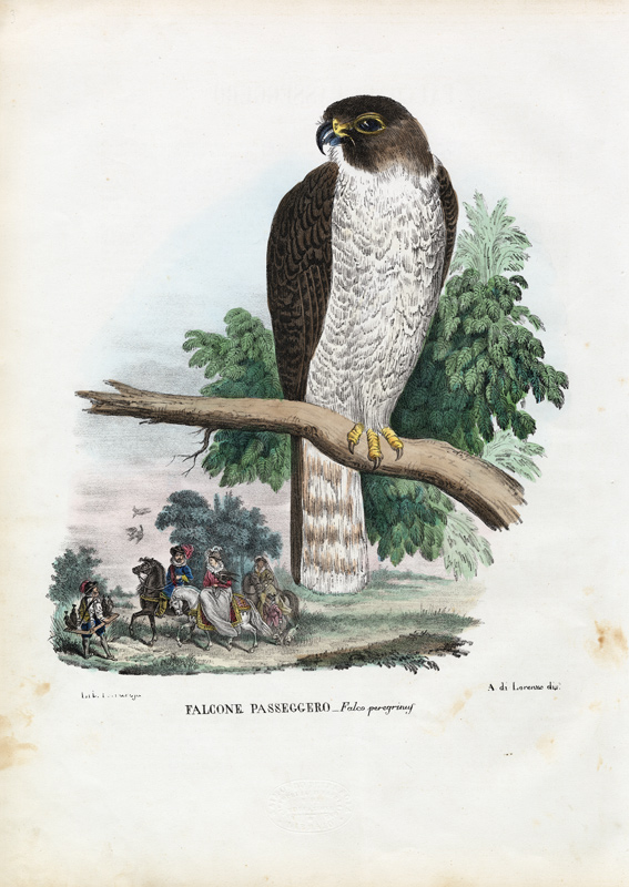 Peregrine Falcon de Raimundo Petraroja
