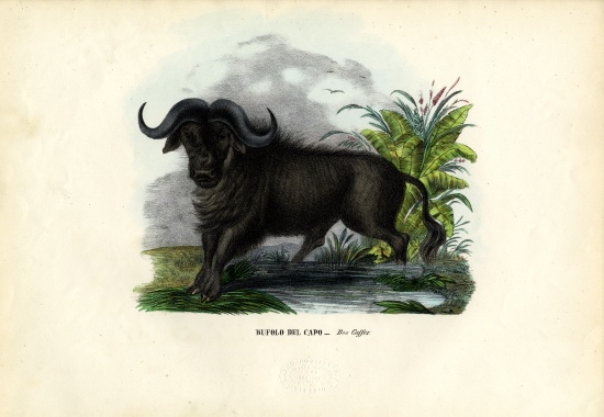 African Buffalo de Raimundo Petraroja