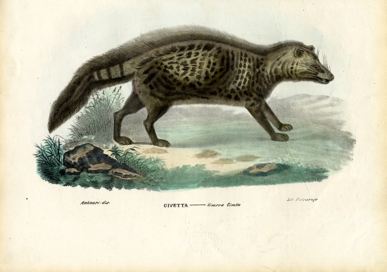 African Civet de Raimundo Petraroja