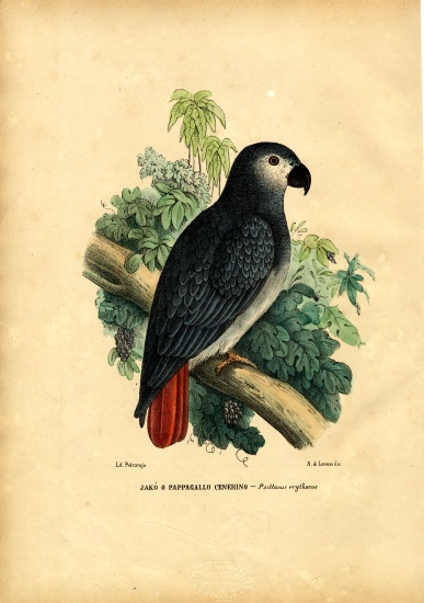 African Grey Parrot de Raimundo Petraroja