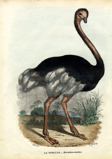 African Ostrich de Raimundo Petraroja