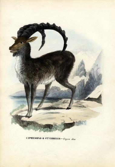 Alpine Ibex de Raimundo Petraroja