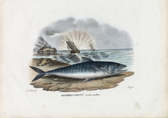 Atlantic Mackerel de Raimundo Petraroja