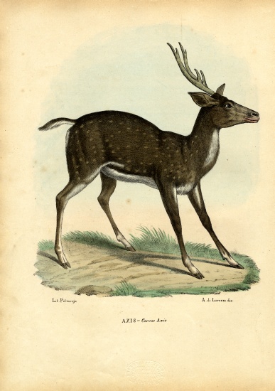 Axis Deer de Raimundo Petraroja