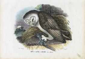 Barn Owl