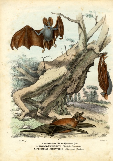 Bats de Raimundo Petraroja
