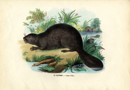 Beaver de Raimundo Petraroja