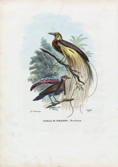 Bird Of Paradise de Raimundo Petraroja