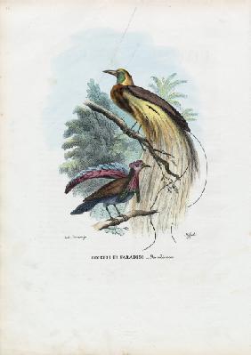 Bird Of Paradise