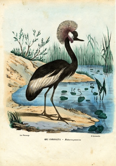 Black-Crowned Crane de Raimundo Petraroja