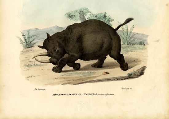 Black Rhinoceros de Raimundo Petraroja