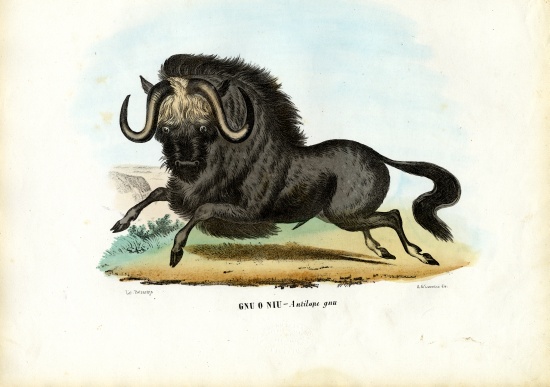 Black Wildebeest de Raimundo Petraroja