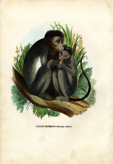 Bonnet Monkey de Raimundo Petraroja