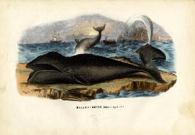 Bowhead Whale