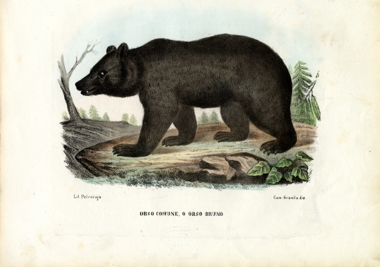 Brown Bear de Raimundo Petraroja