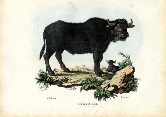 Buffalo de Raimundo Petraroja