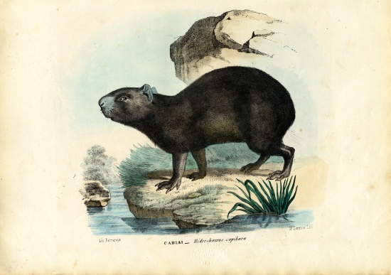 Capibara de Raimundo Petraroja