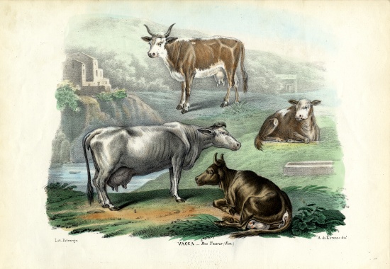 Cattle de Raimundo Petraroja