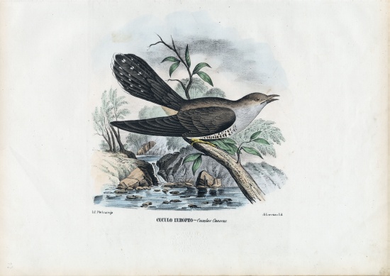Common Cuckoo de Raimundo Petraroja